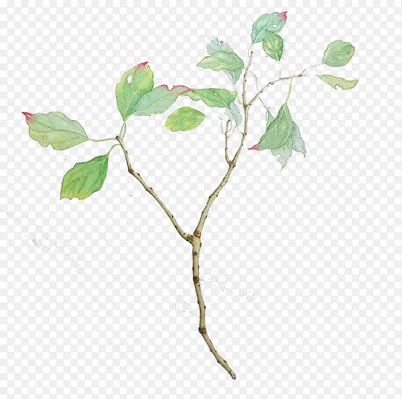 �ֻ���ɫ��֦-������