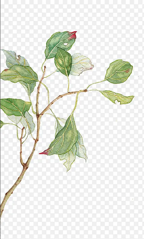 �ֻ�ˮ����֦-������