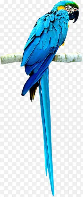 ��ɫ����-������