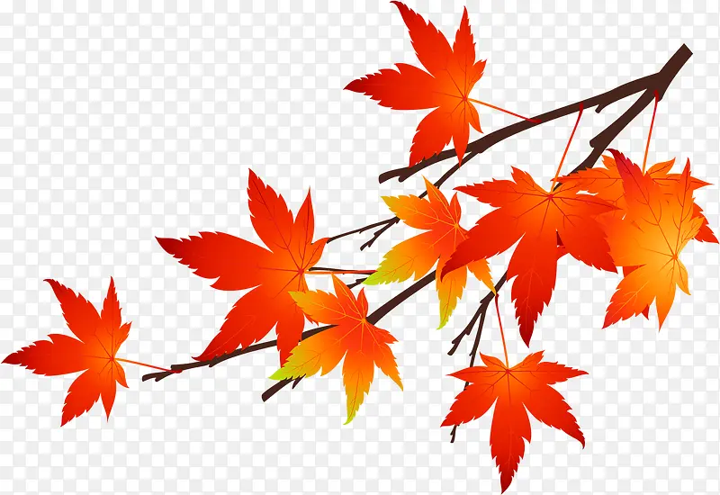 �ֻ��ɫ��Ҷ��֦-������