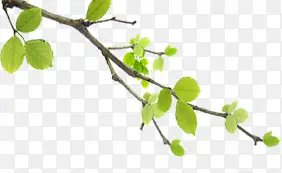 ��ѧ���ֻ���Ҷ��֦-������