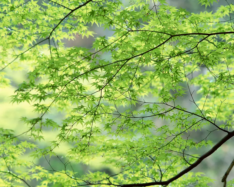 ��Ҷ��֦����-������