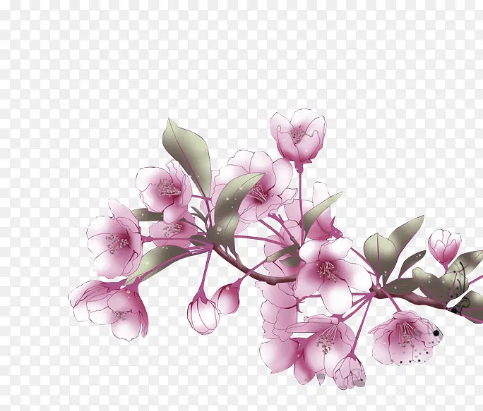 ���ֻ滨����֦-������