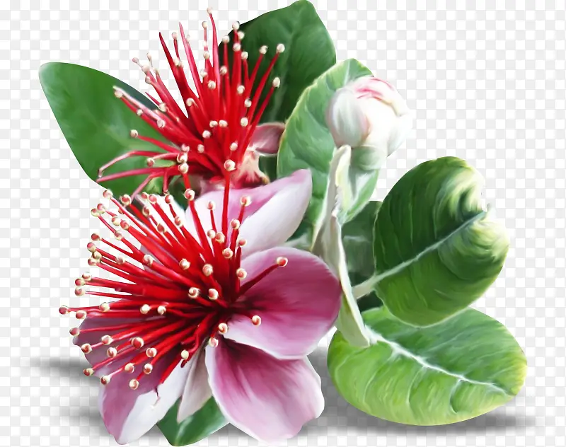 ����ʸ��ͼ�ز�ֲ�ﻨ���ز�-������