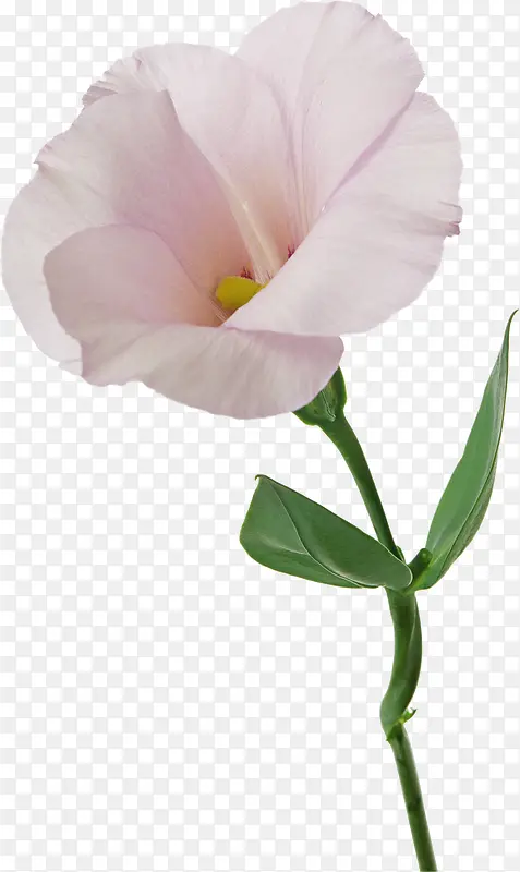 ��ͨװ���ز�ֲ�ﻨ���ز�-������