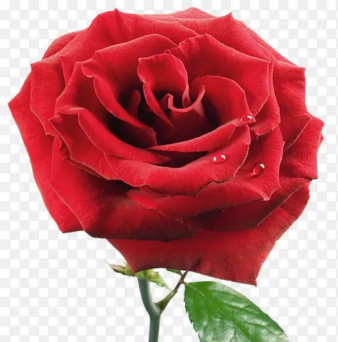 �ֻ滨���ز�-������