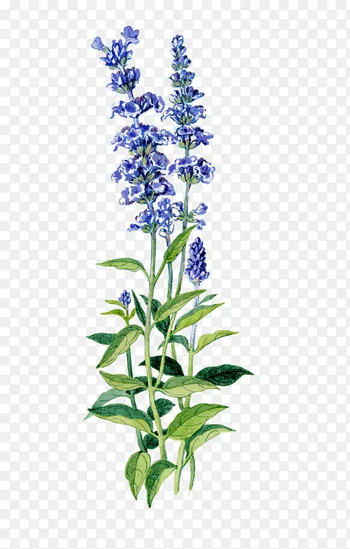 ˮ��ֲ��-������