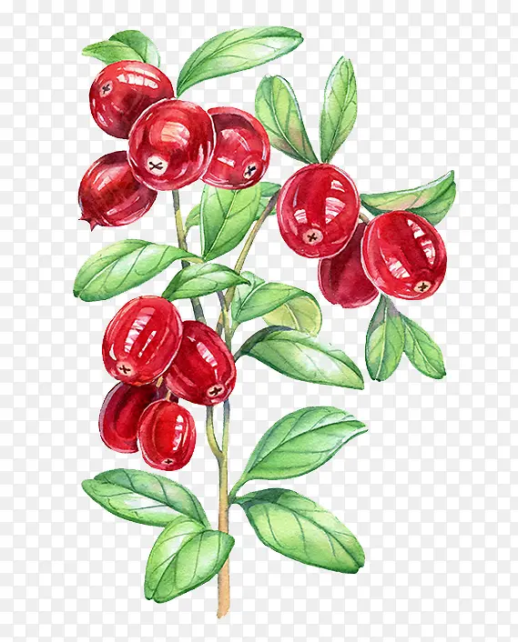 ��ɫˮ��ֲ��-������