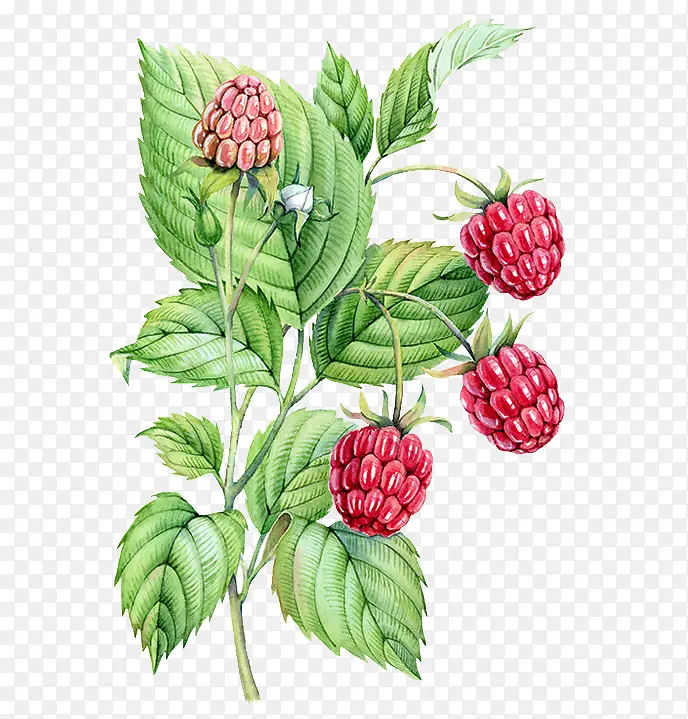 ˮ��ֲ��ͼ-������