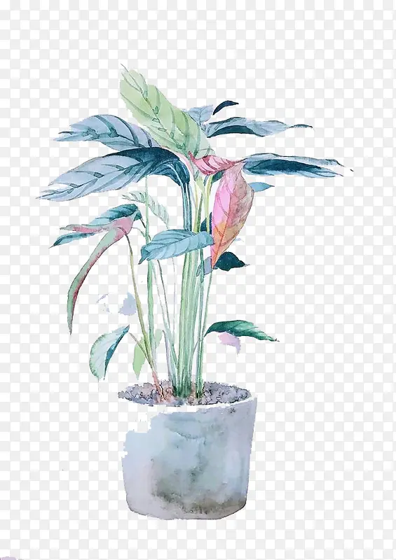 ˮ��ֲ��-������