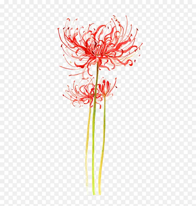 ֲ��-������