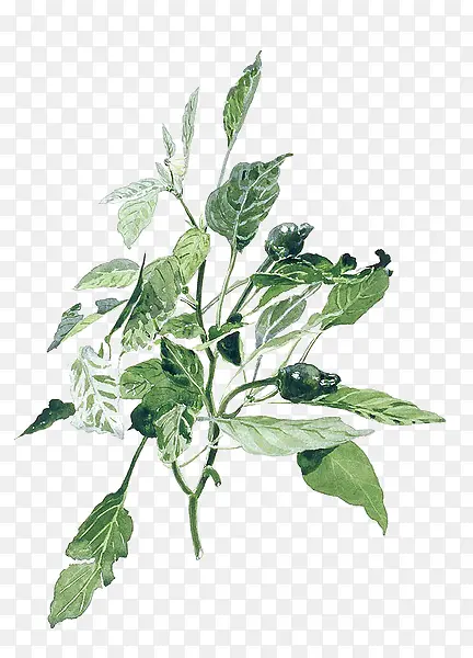 �ֻ�ֲ��-������