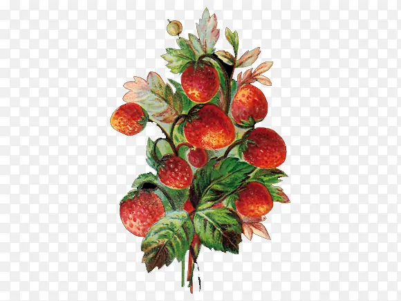 �ֻ��ݮ-������