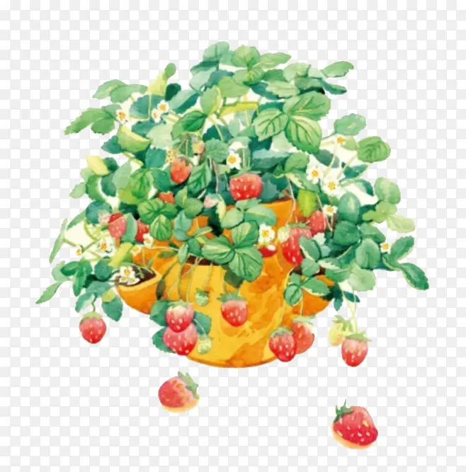 ˮ�ʲ�ݮ-������