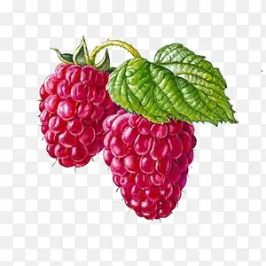 ˮ����ݮ-������