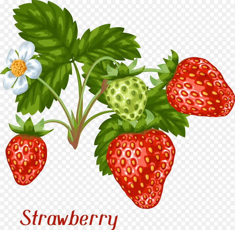 ʸ��ˮ����ݮ-������