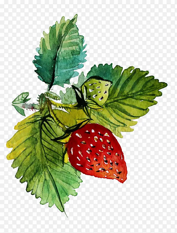 ��ݮˮ��-������