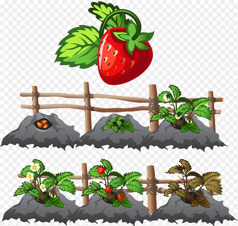 ˮ����ݮ-������