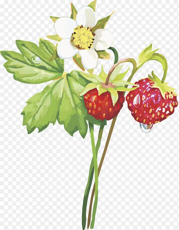 ˮ��ʸ��ͼ��ݮ-������