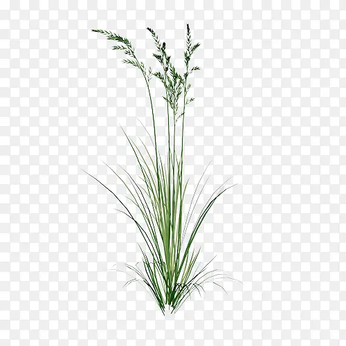 һ���̲�-������