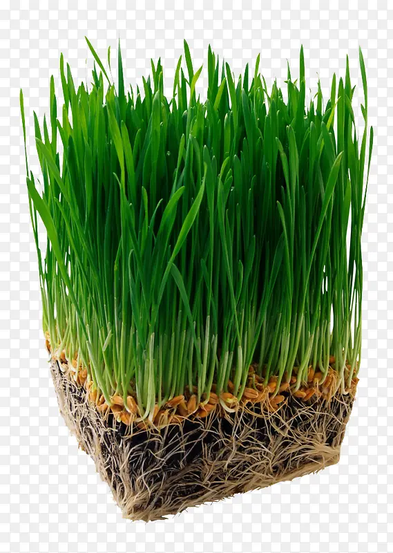 ��ɫũ����-������