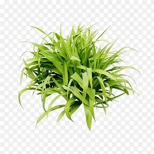 һ���̲�-������