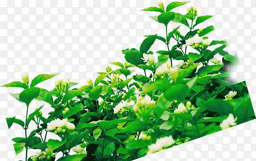 �̲�-������