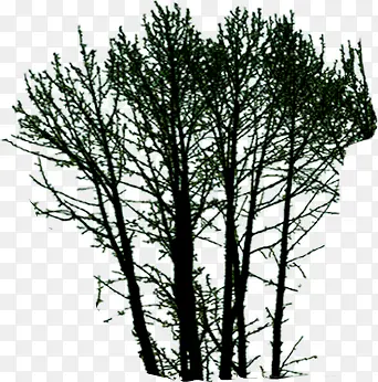 ��ɫ������֦װ��-������