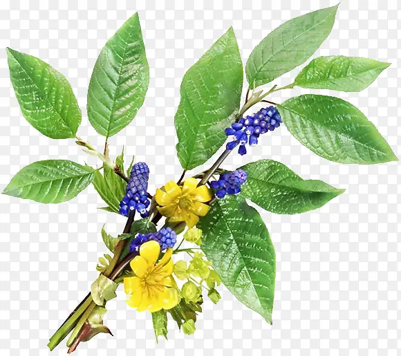 �ϻ���֦-������