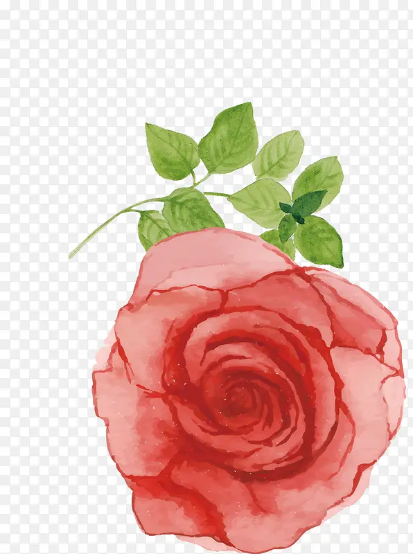 ˮ��õ��-������