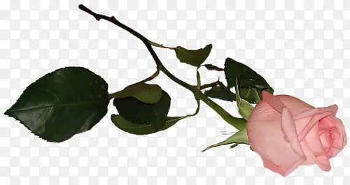 ��ɫõ���������-������