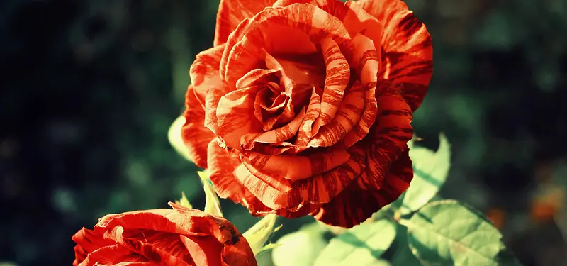 �����ʻ���Ӱ-������