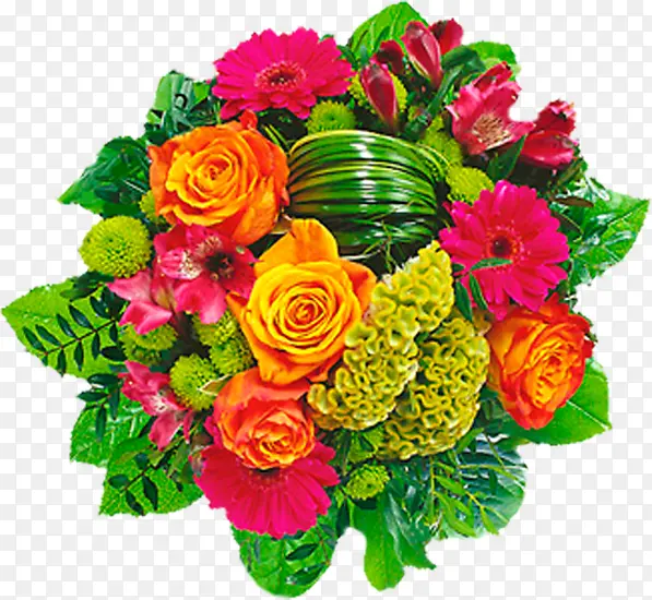 ��ɫʱ��õ�廨��ֲ��-������