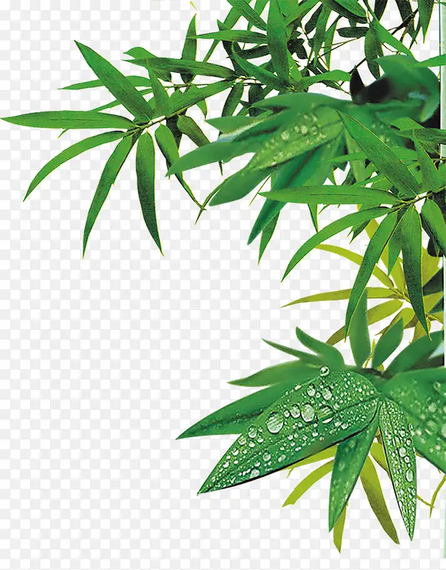 ������Ӱ��ɫ��Ҷˮ��-������