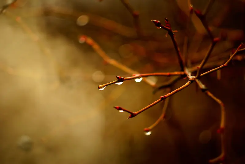 ��֦������ˮ��-������