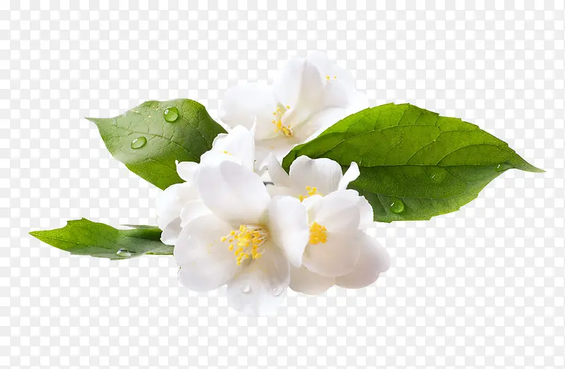 ˮ���ɫС����Ҷ-������