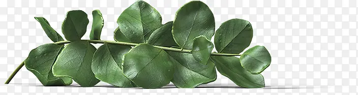 ��ɫ��֦��Ҷ��Ҷ����-������