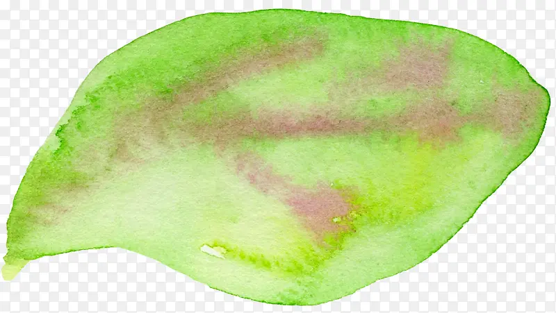 ��Ҷ�����ز�-������