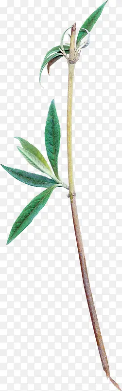 ˮ����Ҷ-������