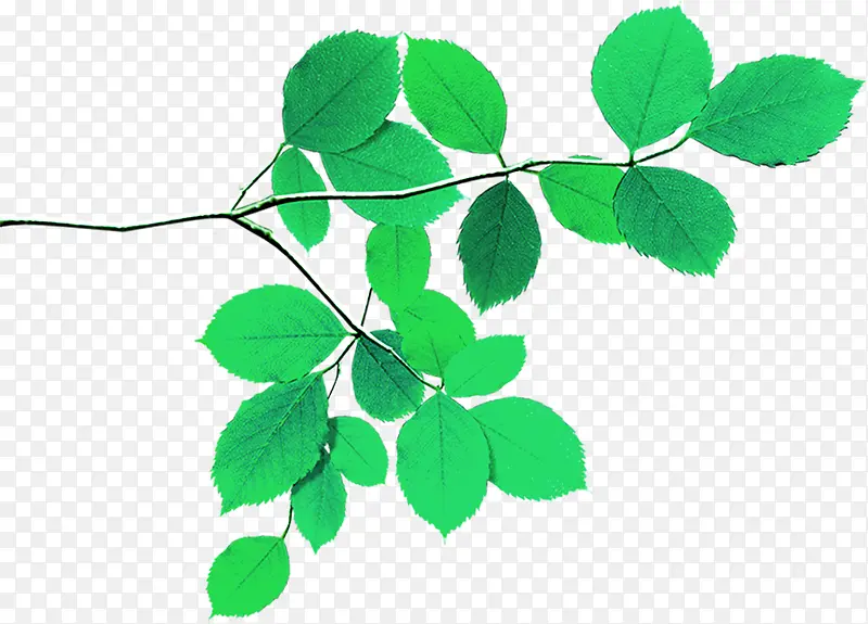 ��ɫ����������Ҷ��֦-������