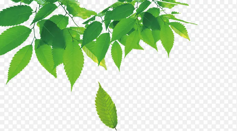 �����ֻ���ɫ��Ӱ��Ҷ-������