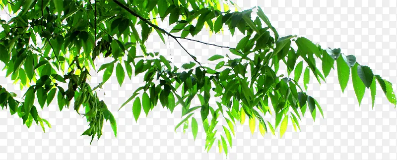 �������ɫ��Ҷ��֦-������