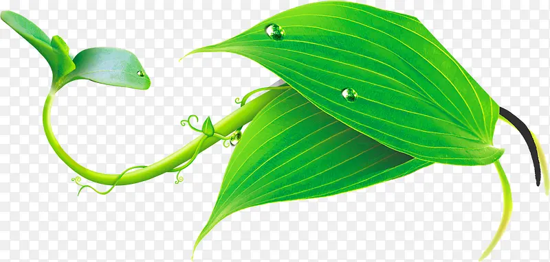 ��ɫʱ�д�����Ҷ����-������