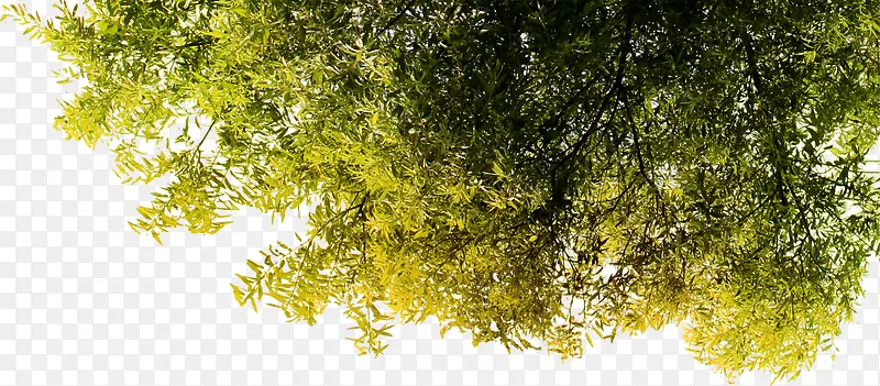 ������Ӱ��ɫʸ����Ҷ-������