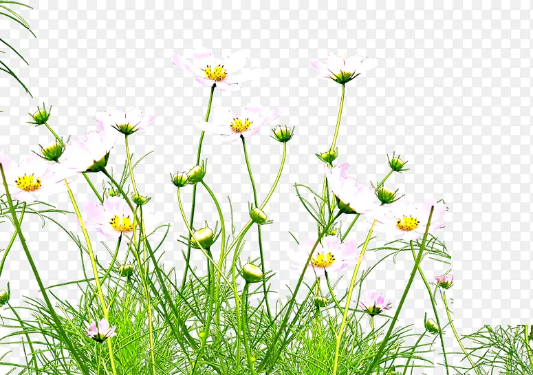 ������Ӱ�ֻ�ʸ����ɫ��Ҷ-������