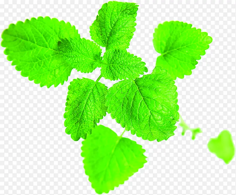 ��ɫʱ����ˬ��Ҷװ��-������