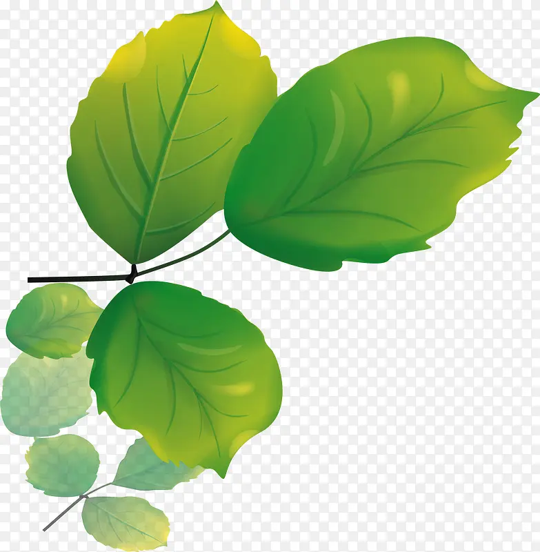 ��ɫʱ�п�ͨ��Ҷ-������