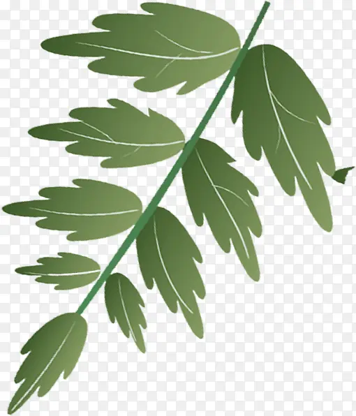 ��ɫ��ͨ��Ҷ��֦����-������