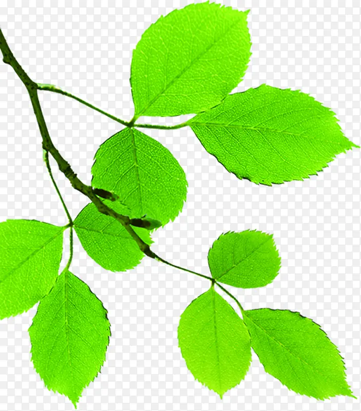 ��ɫʱ����ˬ��Ҷ�ֻ�-������