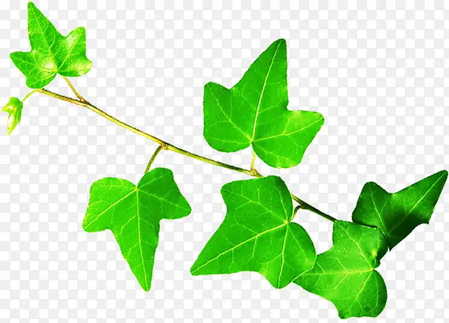 ��ɫ������Ҷ��֦-������